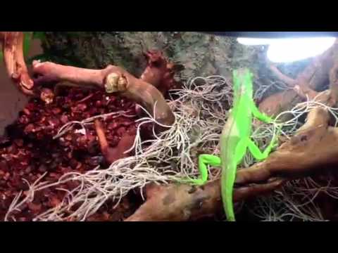 comment prendre soin d'un iguane