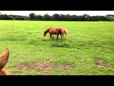 Mare Bit Buddy - Protective Mare Keeps Herd Memeber Away Me & Buddy