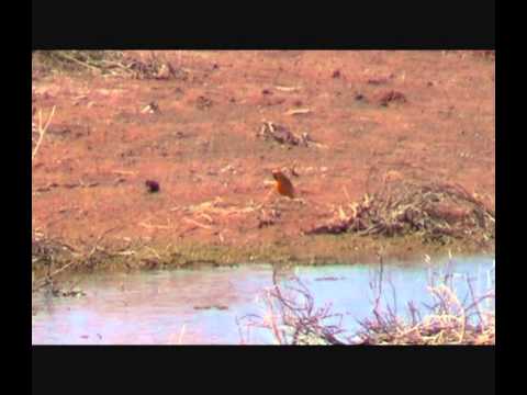 Fantomka čiernobradá (Epthianura aurifrons) — správanie a biotop