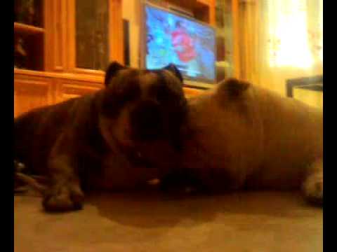 bulldog English enamored II