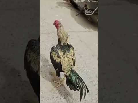 Asil onlshow1 #shortvideo #shortsfeed #shorts #short #shortsvideo #ytshorts #asil #viral #viralvideo