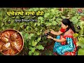 Spicy Brinjal Curry भरलेली वांगी Stuffed Baingan Masala Village Cooking Red So