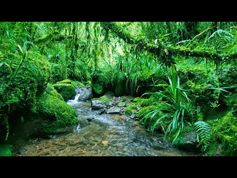 Calm Woodland Stream with Beautiful Birdsong, Relax and Unwind, ASMR