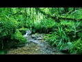 Calm Woodland Stream With Beautiful Birdsong Relax And Unwind ASMR
