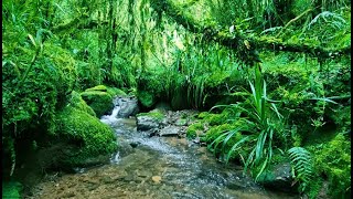 Download lagu Calm Woodland Stream with Beautiful Birdsong, Relax and Unwind, ASMR mp3