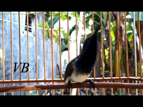 Sogok Novyj Trend Smotret Onlajn Na Sajte Trendovi Ru