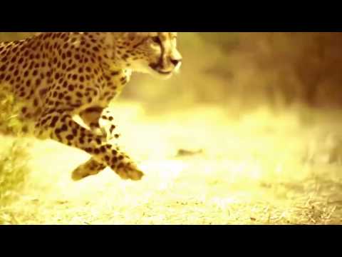 I leopardi combattono contro lo struzzo gigante che vincerà