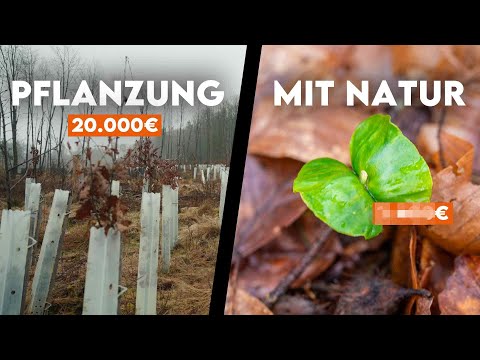 Is planting trees nonsense? - Forestry explains