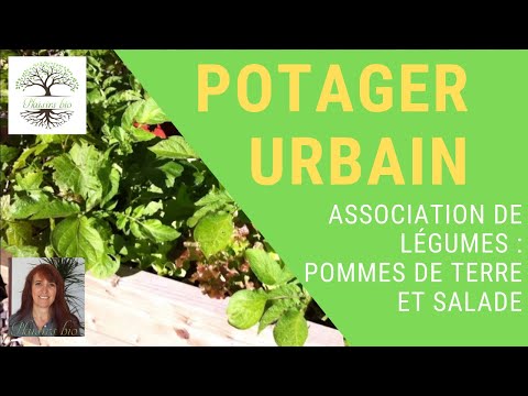 , title : 'POTAGER URBAIN : Plantation de pommes de terre et de salades, en jardinière, culture bio'