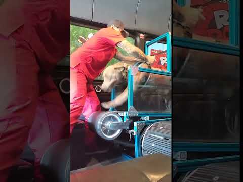 Představte si svět, kde si váš chlupatý kamarád může vybít energii, ať už prší nebo svítí slunce, aniž byste mu ho rušili…