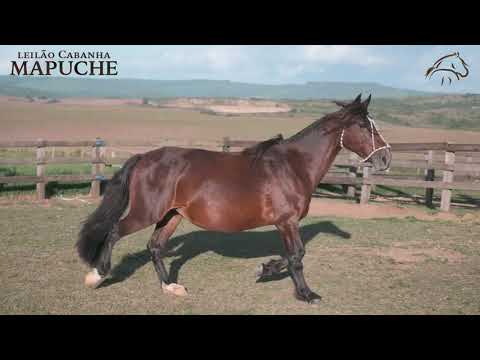 DINAMITE DE SANTA EDWIGES