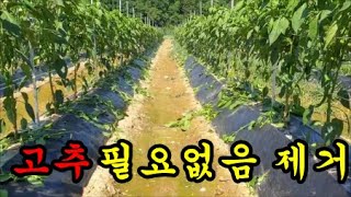 고추키우기 겹순을 제거해야하는 이유