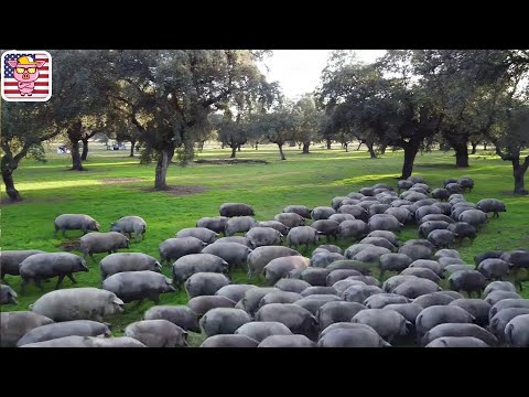 Raising Black Pigs - How Farmers Raise Black Pigs Under Oak Trees | Processing Factory