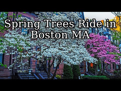 Boston MA Spring Trees Marlborough Street and Commonwealth Ave