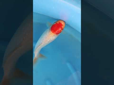 Ginrin Tancho Kohaku Tosai Saito Koi Farm 