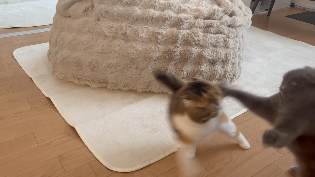 意気揚々に突進するが秒でやられてしまう丸顔だが、本人は気づいていない