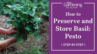 How to Preserve and Store Basil: Pesto