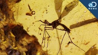 Could a Fossilized Mosquito Resurrect Dinosaurs?
