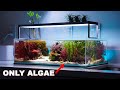 REEF TANK TOURS - "macroalgae aquarium" - PRIVATE SHOWROOM ( 3 x Nano saltwater tanks)