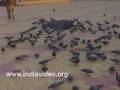 Prabhas Patan Junagadh Pilgrim Centre Lord Shiva Lord Vishnu Somnath Temple