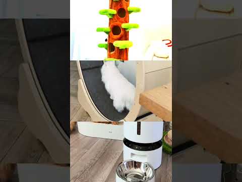 A challenging day ended happily🥺#trending#shorts#cat#cute#subscribemychannel#kudratcartoon