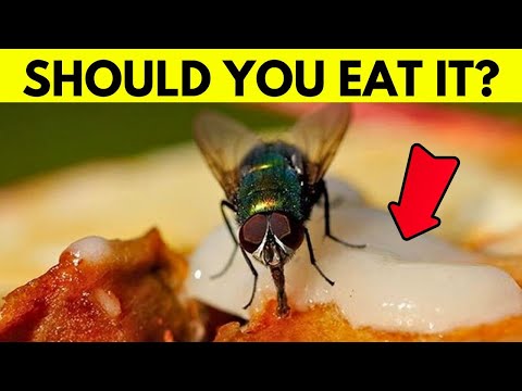 好噁心!如果蒼蠅飛到食物上會發生什麼事情?(What Really Happens When A Fly Lands On Your Food?)