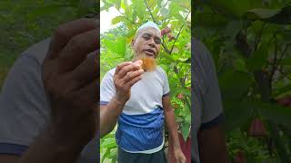 দেশের সর্বোচ্চ মিষ্টি জাতের ডায়মন্ড জামরুল#01710863867  কলমের চারা সারাদেশে কুরিয়ার করা হয়।