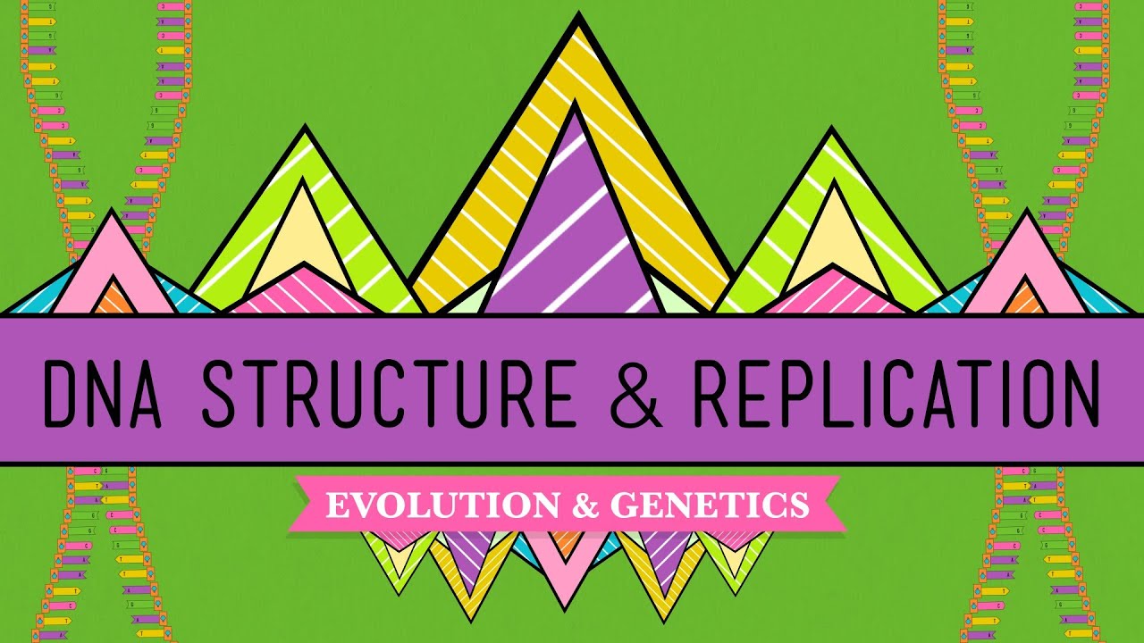 DNA Structure and Replication: Crash Course Biology #10
