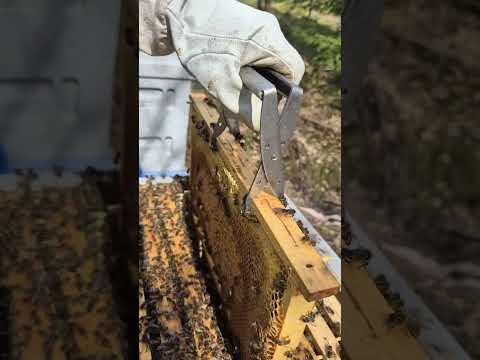 Biodling, vårgenomgång @haggstroms.jordgubbar