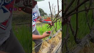 Download lagu Poda de picos en California mp3