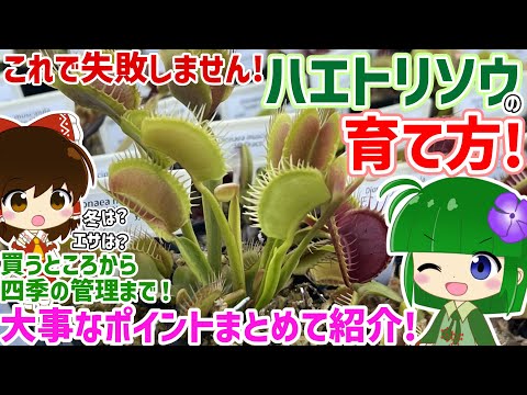 ハエトリグサに餌をやる:意味があるのか、ないのか? 植物