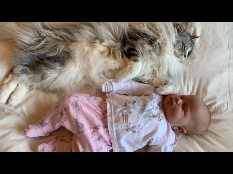 7 Stages of a Cat Befriending a Baby