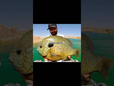 Arizona sunfish are built DIFFERENT!💀 #fishing #shorts