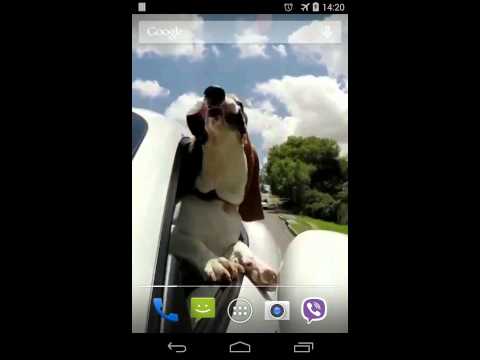 Dog in car Video LWP
