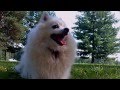 #994 My Japanese Spitz 