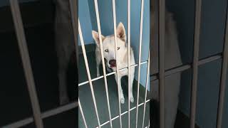 Video preview image #1 Siberian Husky Puppy For Sale in Pasadena, CA, USA