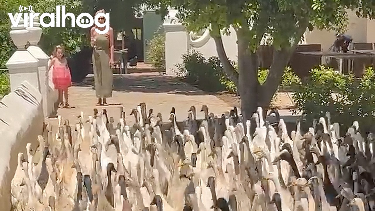 Duck Army Marches on Cape Town || ViralHog