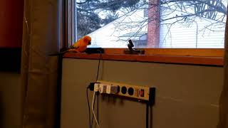 Parrot Reacts to Alexa Farting