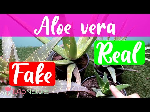 Real vs fake aloe vera
