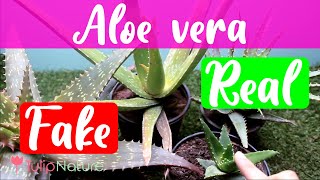 Real vs. Fake Aloe vera