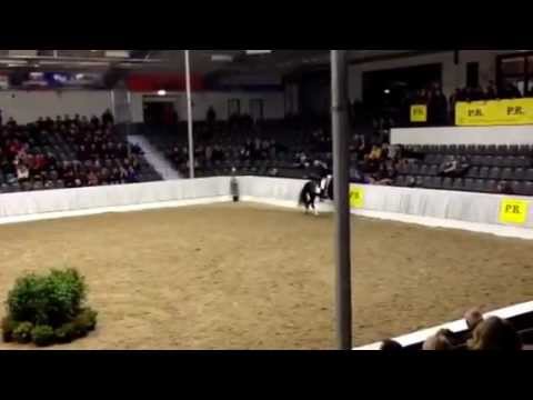 Damsey in Verden 2013