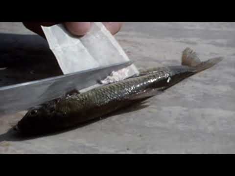 Horst Stern - Bemerkungen über den Storch