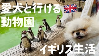 【イギリス】アフタヌーンティーと動物公園に行ってきた。