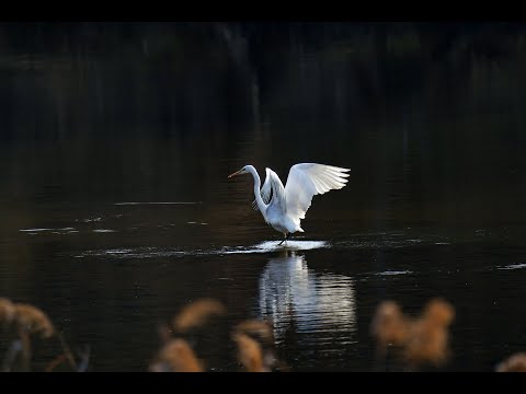Manase Eduru Tirige Audio