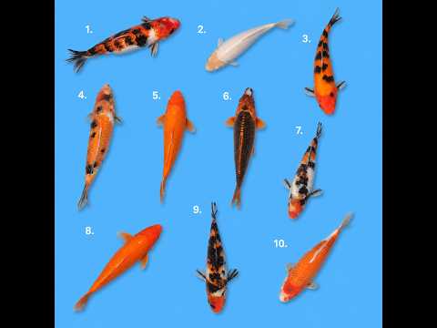 Video pregled koi ribe