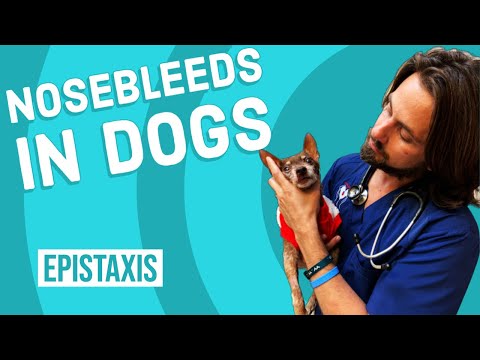 Nose Bleeds in Dogs | Epistaxis