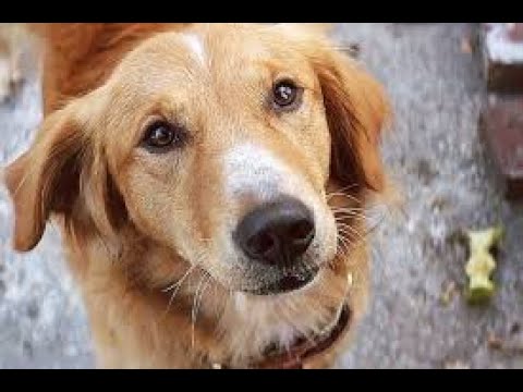 Man Detained In For Giving Dogs ‘Illegal’ Names