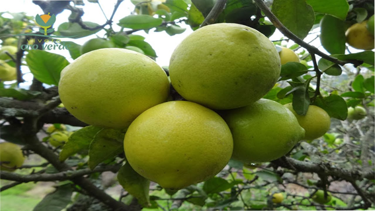 7 Beneficios Y Propiedades Del Limón Dulce