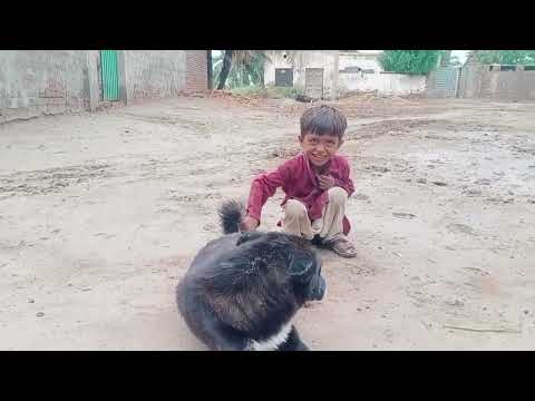 Cute baby playing with dog | baby pets video | funy dog and baby video