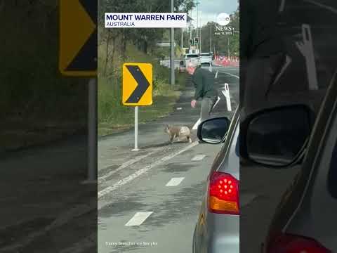Man scolds koala after rescuing it from busy road